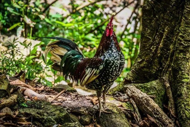 Wild Kauai rooster perched among tropical foliage near Wailua River, spotted on a Kayak Adventures Kauai hiking and kayak tour.