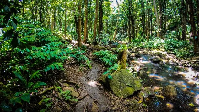 Tropical hiking trail winding through lush jungle alongside a creek, explored during a Kayak Adventures Kauai guided tour to Secret Falls.