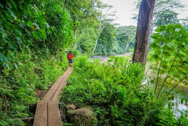 Hiker walking along a lush riverside trail on a guided eco-tour with Kayak Adventures Kauai.