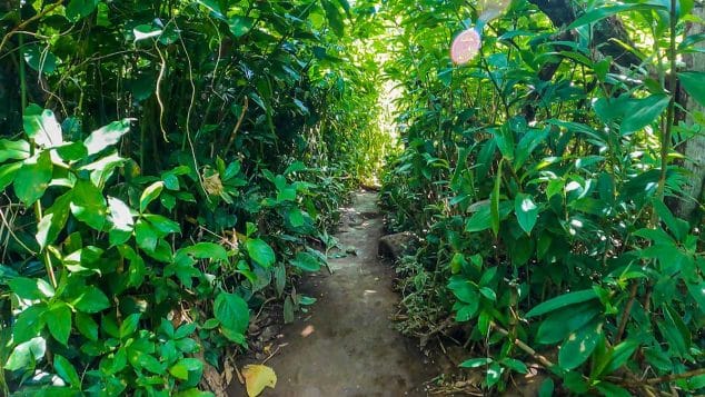 Narrow hiking path surrounded by dense tropical vegetation on a Kayak Adventures Kauai rainforest trek.