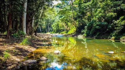 Scenic view of the calm Wailua River surrounded by dense rainforest on a Kayak Adventures Kauai eco-tour.