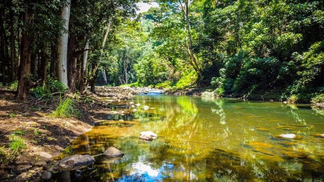 Scenic view of the calm Wailua River surrounded by dense rainforest on a Kayak Adventures Kauai eco-tour.