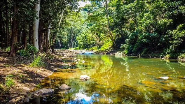 Scenic view of the calm Wailua River surrounded by dense rainforest on a Kayak Adventures Kauai eco-tour.